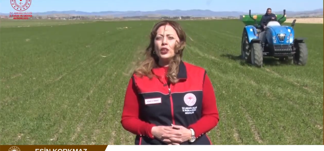 Arpa ve Buğdayda Üst Gübreleme İçin Kritik Dönem: Yanlış Uygulama Verimi Düşürüyor