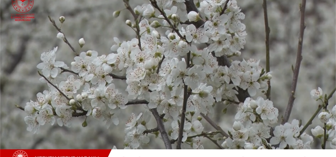 Zirai Dondan Korunma Yolları: Meyve Ağaçları İçin En Etkili Yöntemler