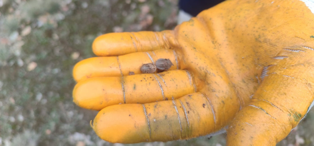 Süne ile Mücadelede Erken Hamle: 2026 Yılı Hazırlıkları Kışlak Sürveyleri ile Başladı.